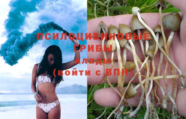 ПСИЛОЦИБИНОВЫЕ ГРИБЫ Бородино