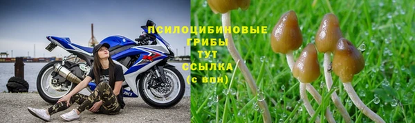ПСИЛОЦИБИНОВЫЕ ГРИБЫ Бородино